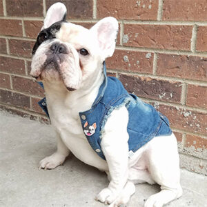 Manny the Frenchie