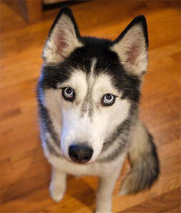Mishka the Talking Husky