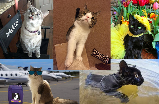InternetCats-FI