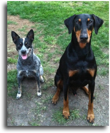 Jades dogs Kali and Thor