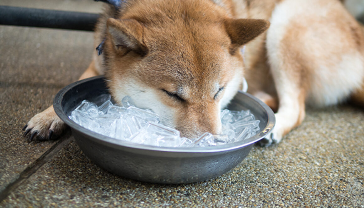 dog summer ice bucket