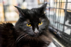 Black Cat Black Cat Myths