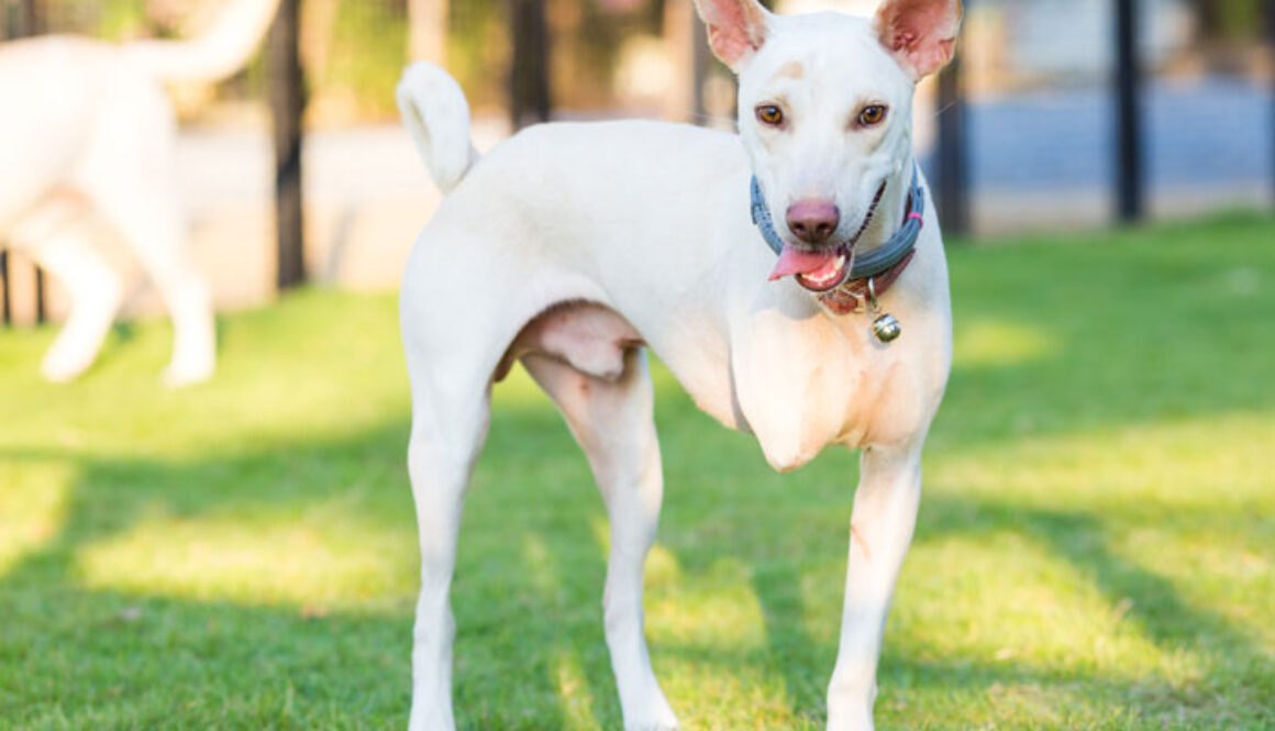 Less-Adoptable-Pets-FI