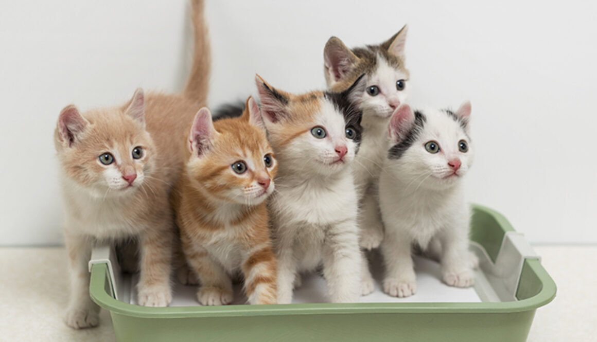 Kittens sitting in cat toilet