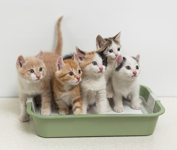 Kittens sitting in cat toilet