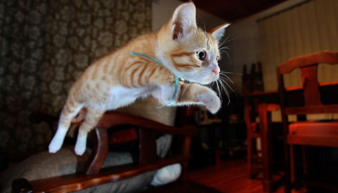 NighttimeMischief-FI