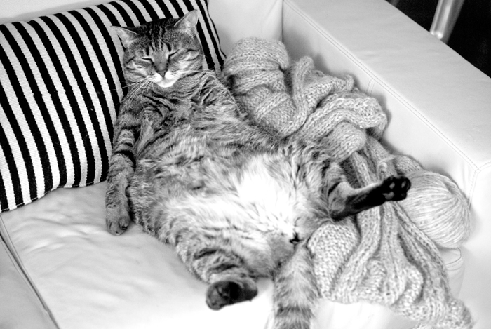 No-Fat-Cats-FI