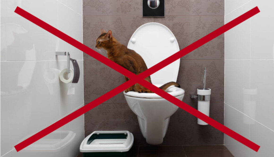 No-Toilet-Training-FI