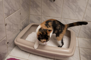 Cat Litterbox Toilet Training a Cat