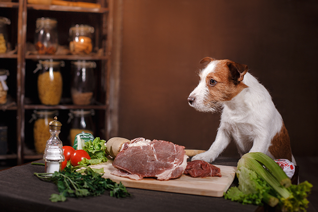 Dog breed Jack Russell Terrier and foods are on the table in the kitchen