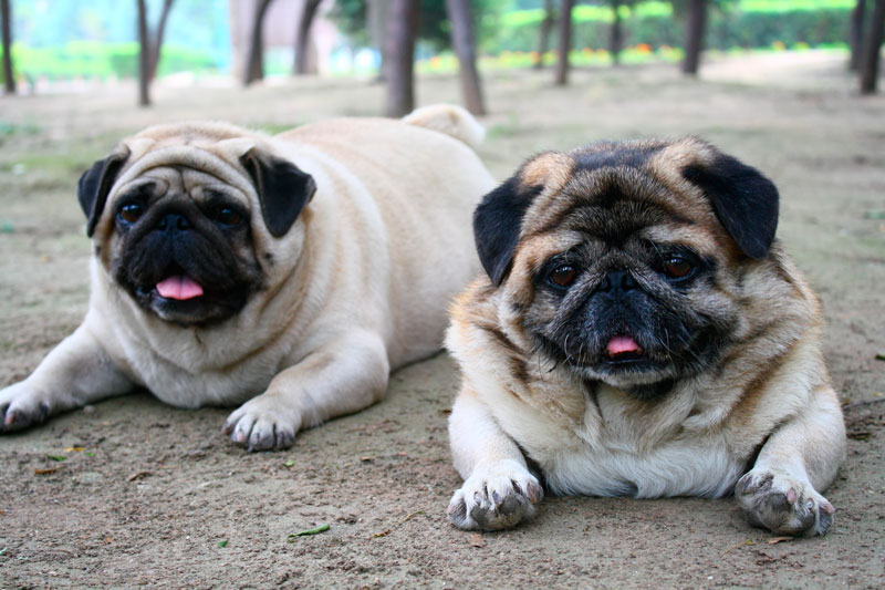 ObeseDogs-lead