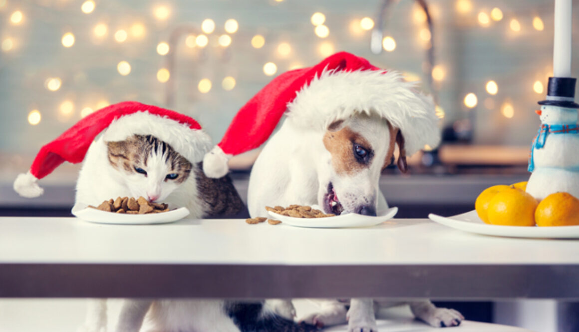 OperationSantaPaws-FI