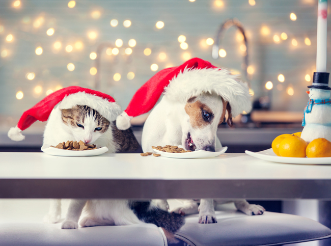 OperationSantaPaws-FI