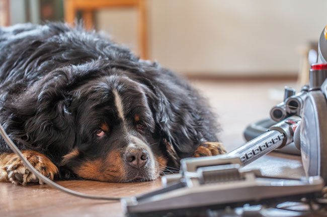 Pet-Vacuums-FI