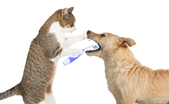 PetDentalHealth-FI