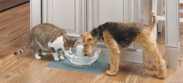 PetSafe® Drinkwell® Sedona Pet Fountain - Lake Breeze