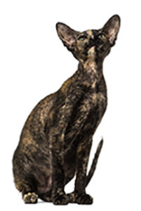 Peterbald Cat Breed