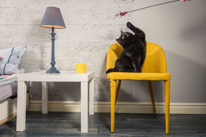 PlayWithCat-FI