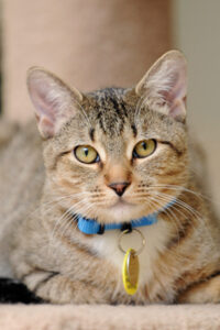 Cat With Collar Cat With Collar