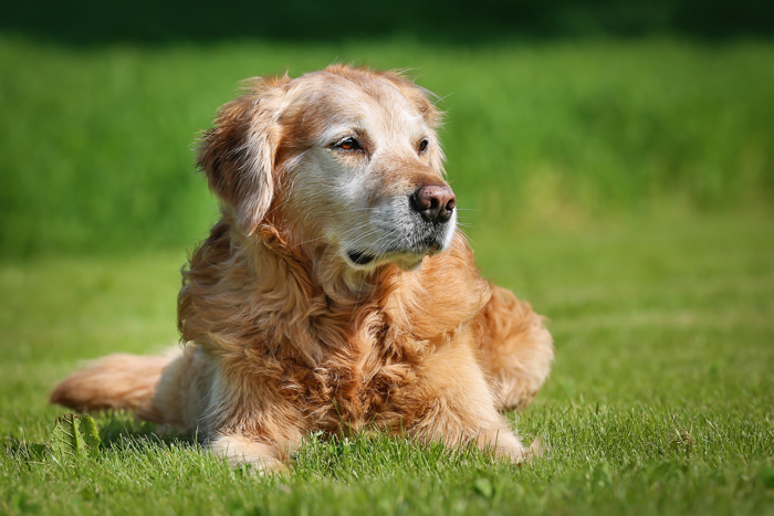 SeniorPets-FI