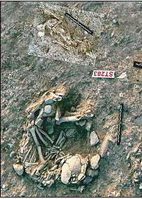 Skeleton of a Young Cat and Human Cat History