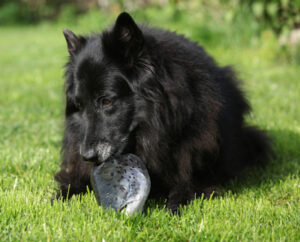 Fish for Dogs Fish for Dogs