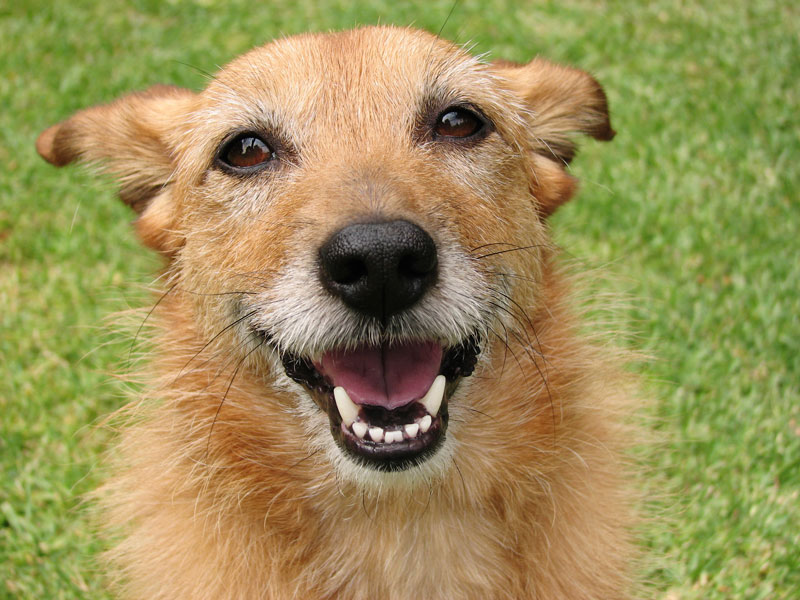 Smiling-Dog