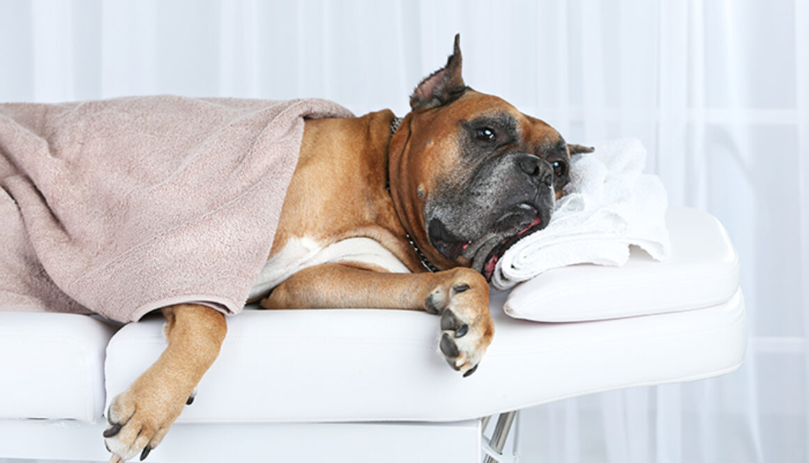Dog relaxing on massage table, on light background
