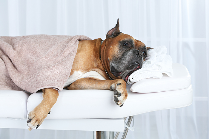Dog relaxing on massage table, on light background