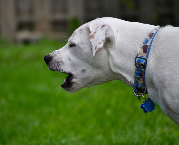 StoppingBarking-FI