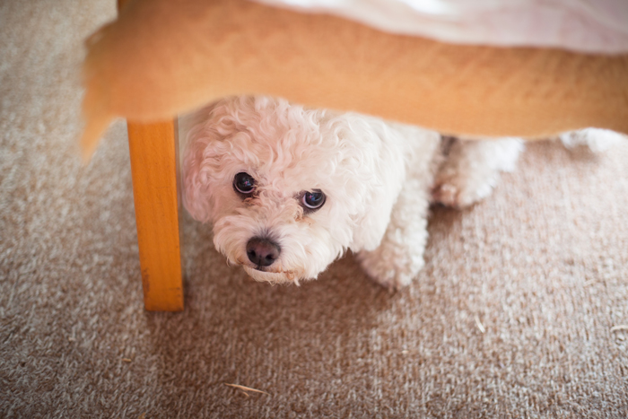 StressedDogs-FI