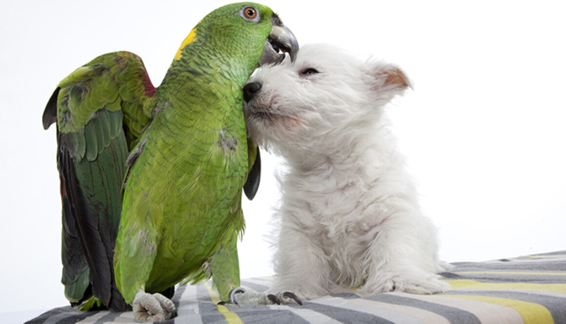 câlin entre un chien westie et un perroquet