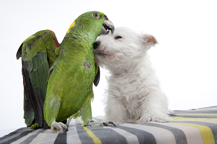 câlin entre un chien westie et un perroquet