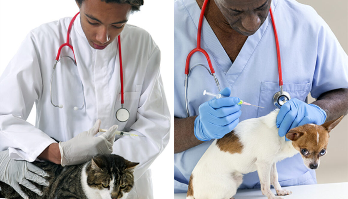 Vétérinaire - Vaccination d'un chat