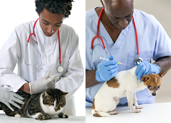 Vétérinaire - Vaccination d'un chat