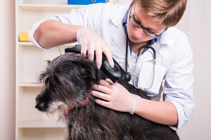 VetVisits-FI