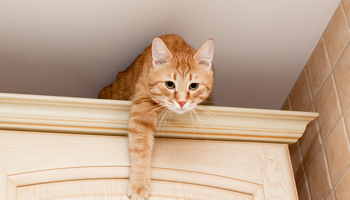 Ginger tabby cat