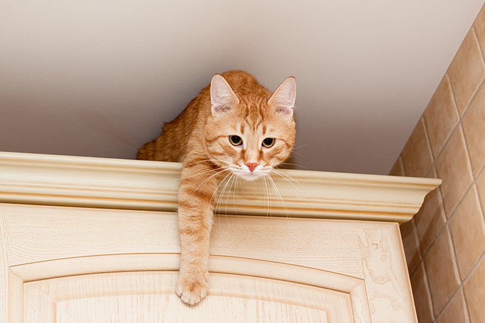 Ginger tabby cat