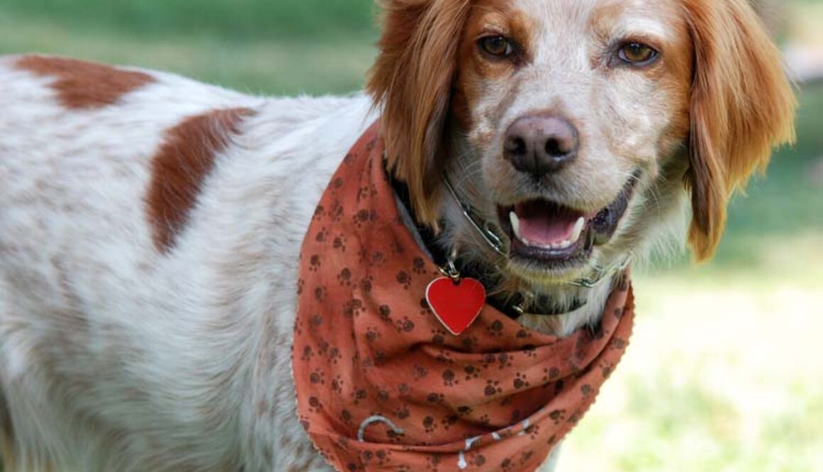 Brittany Spaniel dog