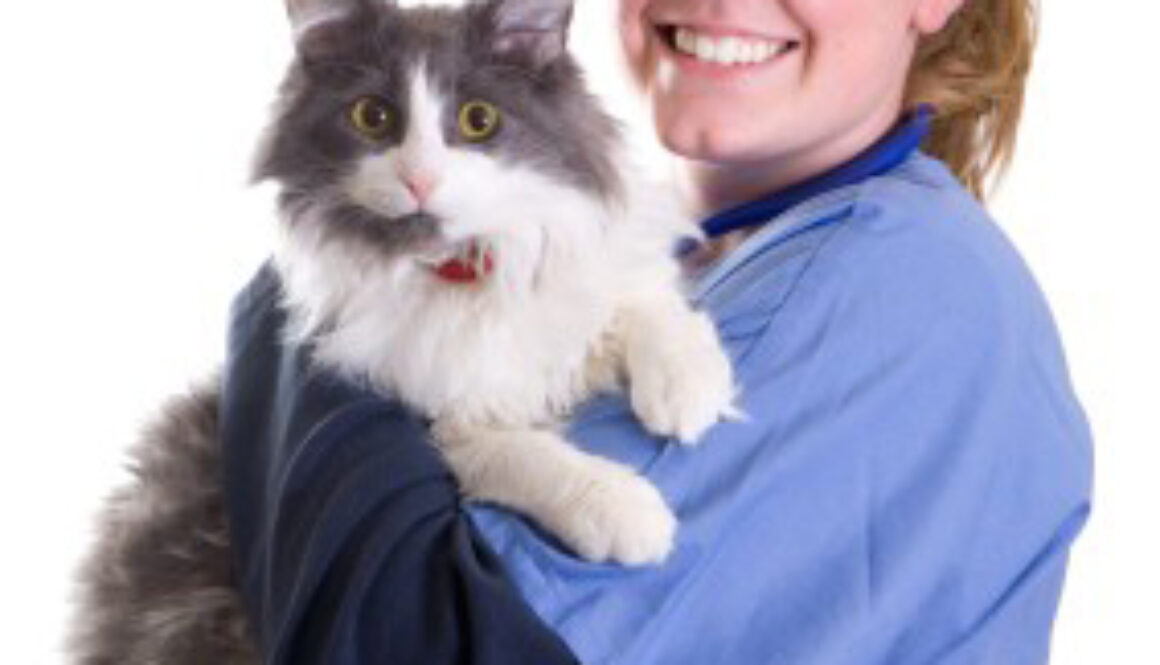 Land a Job at an Animal Hospital