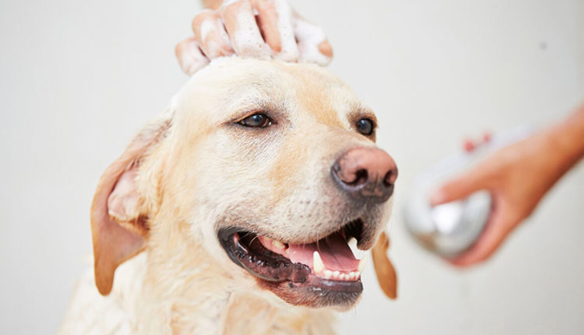 best-dog-shampoo1