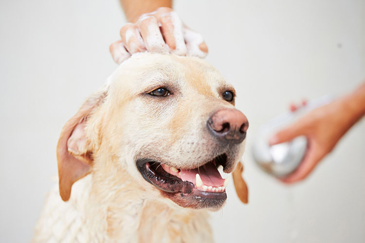 best-dog-shampoo1