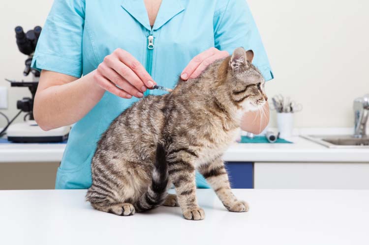 Young female veterinary caring of a cute cat