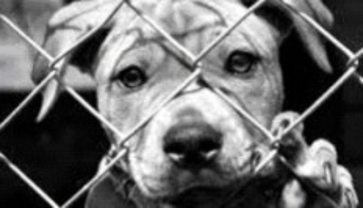 caged-puppy-300x1331