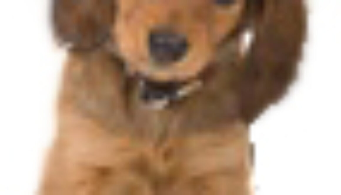 Careers with Animals