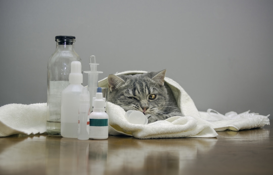 Do cats have allergies