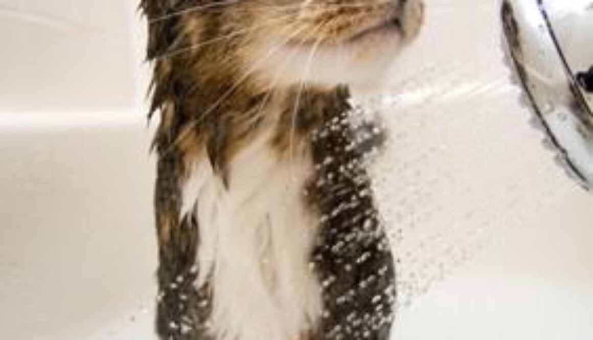 cat-bath