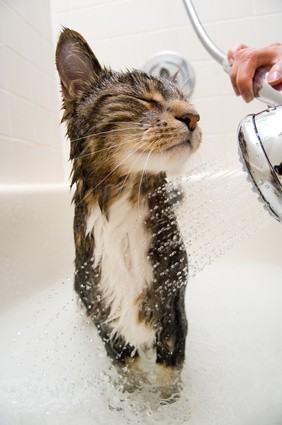 cat-bath