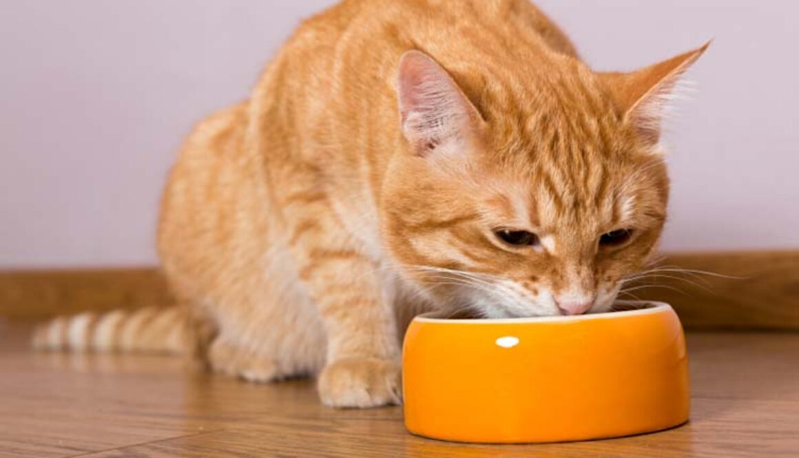 Cat Dental Care