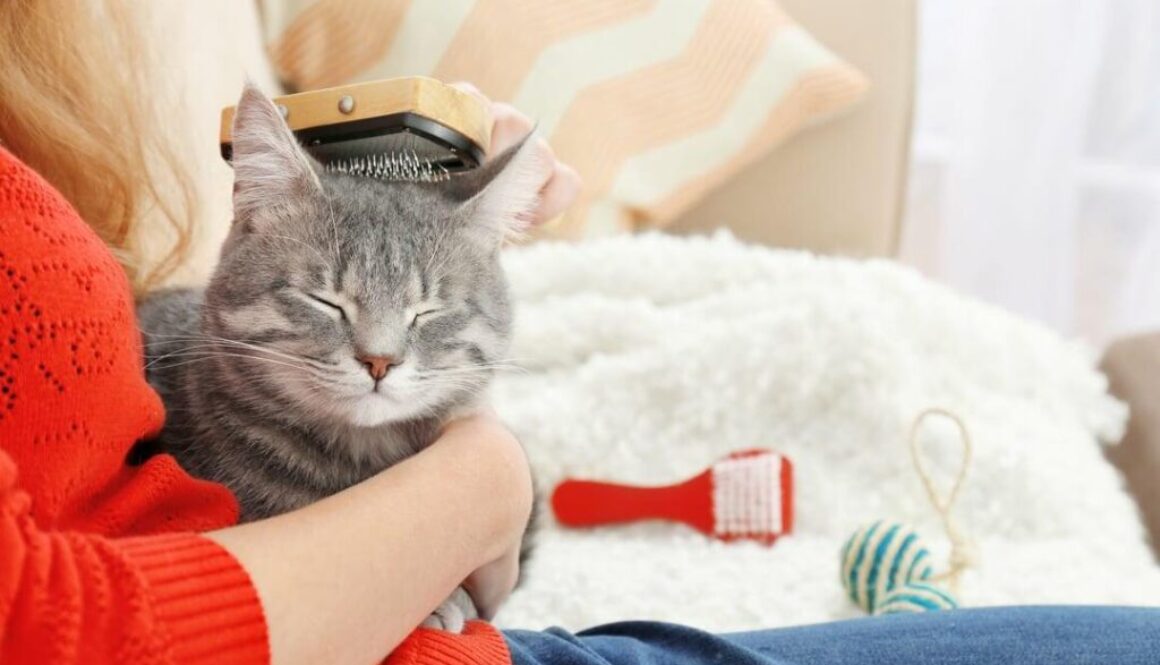 Why is it important to groom a cat